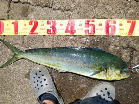 初投稿、シイラ1mバラシ70㎝ゲット